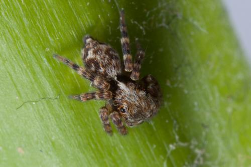 Pseudeuophrys erratica
